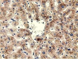 THOP1 / Thimet Oligopeptidase Antibody (clone OTI2D3)