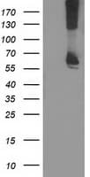RPN1 / Ribophorin I Antibody (clone OTI3E1, Carrier-free)