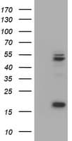 UQCRC1 Antibody (aa46-305, clone OTI1A3)