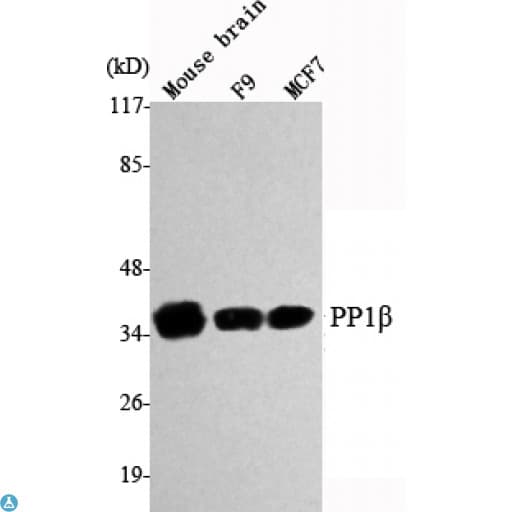 PPP1CB Antibody