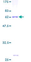 Human PITPNC1 Protein (Recombinant GST)