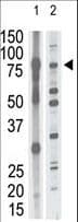 MMP15 Antibody (aa165-194)