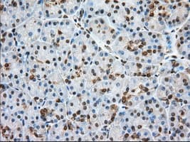 Monoclonal Mouse anti-Human GPI Antibody (clone OTI2D2, IHC, IF, WB)