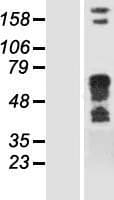Human STXBP1 / MUNC18-1 Protein (Over-Expression Lysate Myc-DDK (Flag))