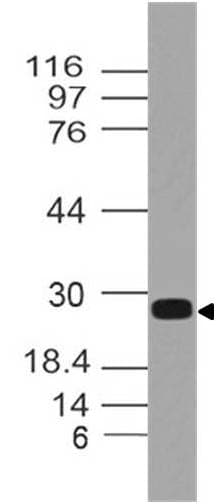 EBI3 / IL-27B Antibody
