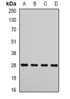 MTX2 Antibody