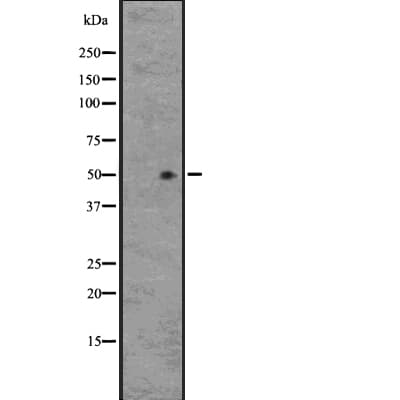 GPR33 Antibody