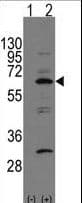 NAE1 / APPBP1 Antibody (aa430-459)