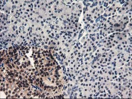 PDE4B Antibody (clone OTI3A10)
