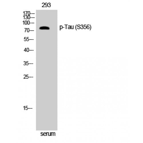MAPT / Tau Antibody (610-690 aa)