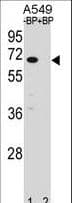 ASB3 Antibody (aa15-42)