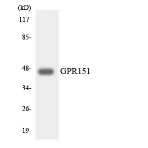 GPR151 Antibody (aa367-416)