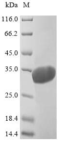 Mouse YWHAB / 14-3-3 Beta Protein (Recombinant 6His, N-terminus)