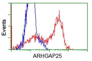 ARHGAP25 Antibody (clone OTI3G1)