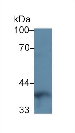 PON1 / ESA Antibody (aa187-354)