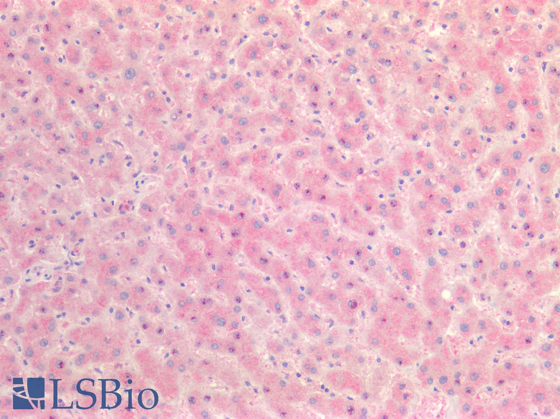 IHC-plus™ TTR / Transthyretin Antibody