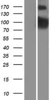 PDE4B Protein (Over-Expression Lysate Myc-DDK (Flag))