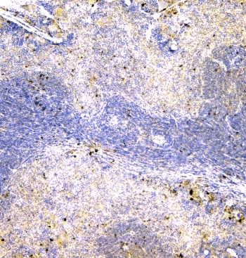 Polyclonal Rabbit anti-Human IGLL1 / CD179b Antibody (IHC, WB)