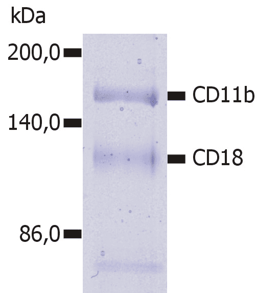 Monoclonal Mouse anti-Human ITGAM / CD11b Antibody (clone MEM-174)
