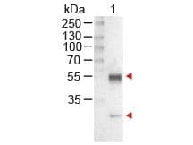 Rabbit Anti-Mouse IgG Secondary Antibody (AP)