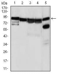 IHC-plus™ HSP90AA1 / Hsp90 Alpha A1 Antibody (aa275-484, clone 5G5)