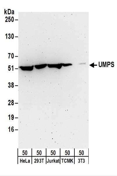 UMPS / OPRT Antibody (aa430-480)