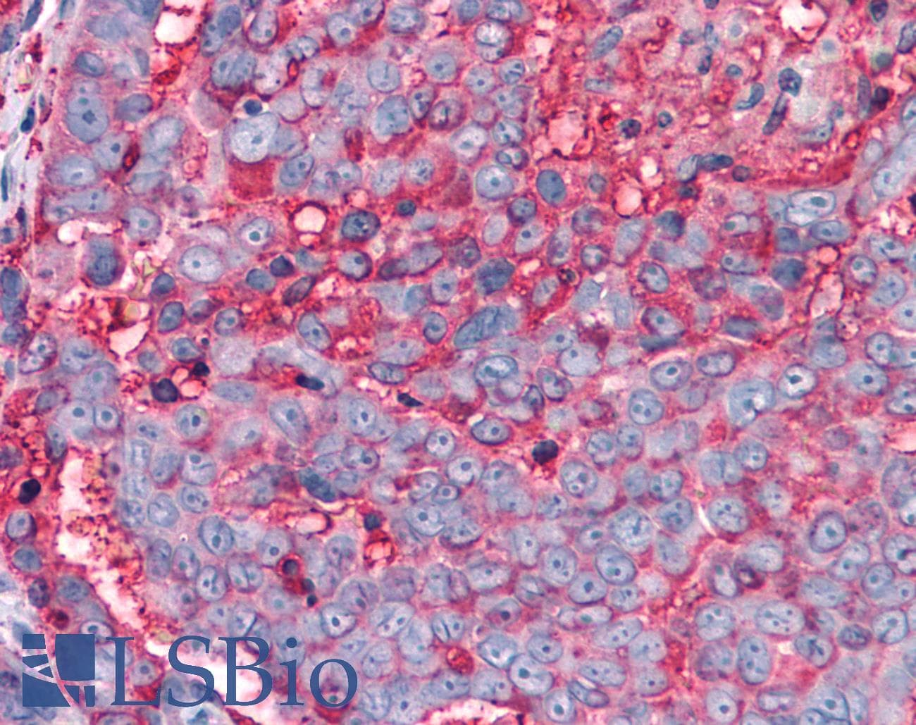 PathPlus™ T1R3 / TAS1R3 Antibody (N-Terminus)
