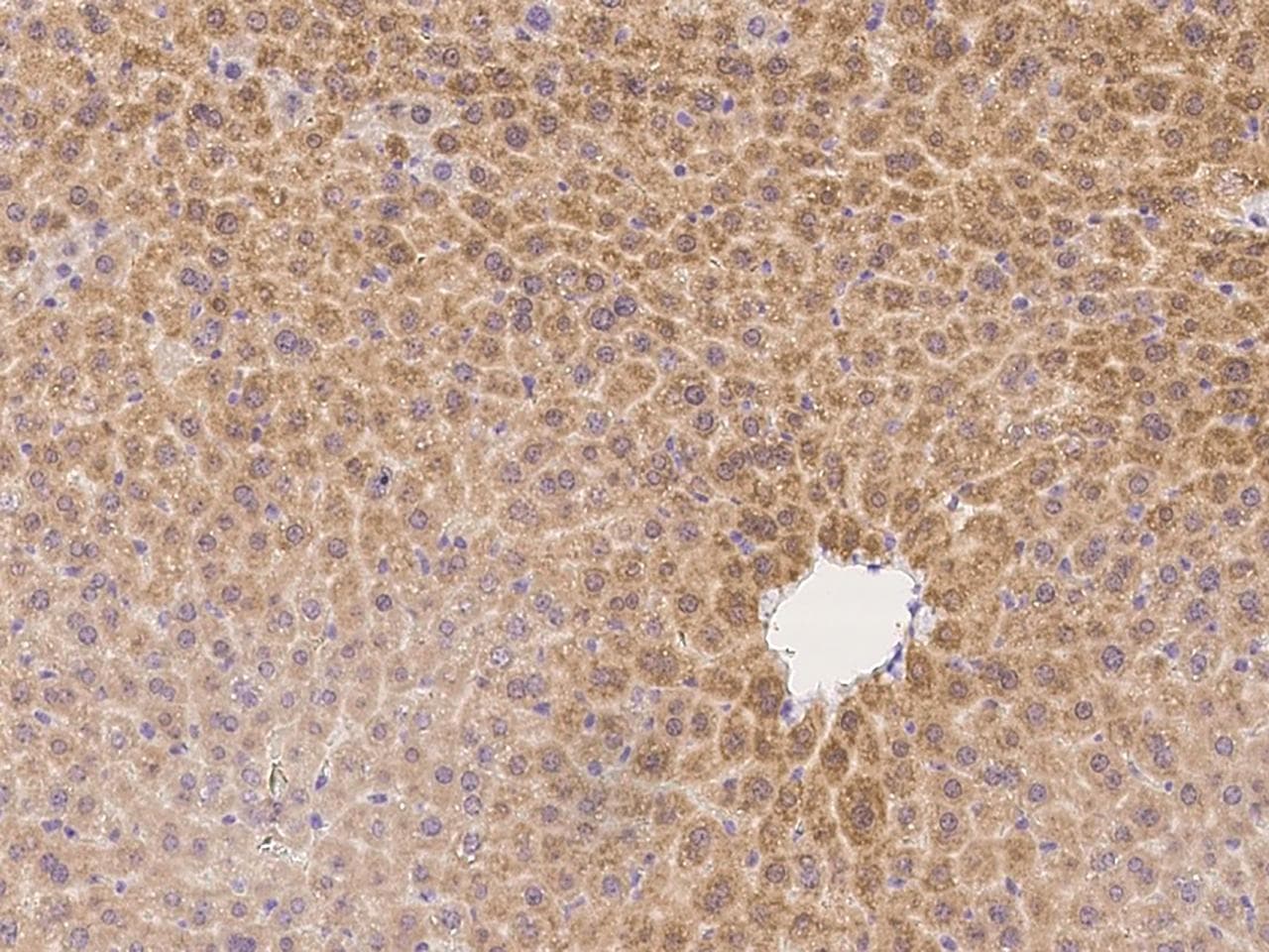 ASL / Argininosuccinate Lyase Antibody (Preservative Free)