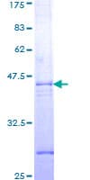 Human CASP7 / Caspase 7 Protein (Recombinant GST, N-terminus)