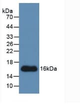 CTGF Antibody (aa248-349)