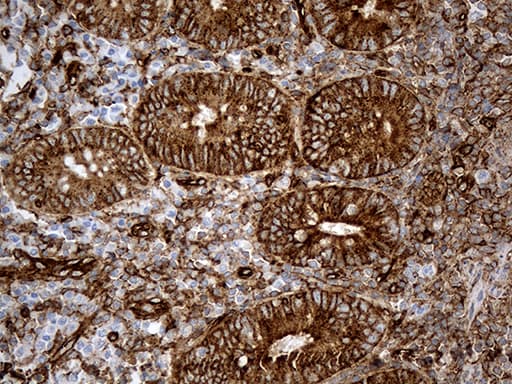 Monoclonal Mouse anti-Human IFITM2 Antibody (clone OTI2B3, Carrier-free, IHC, WB)