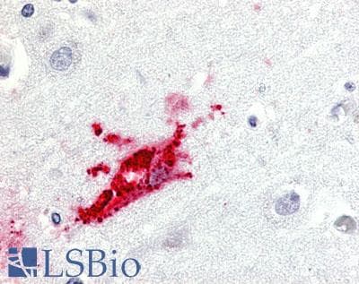 PathPlus™ GPR151 Antibody (C-Terminus)