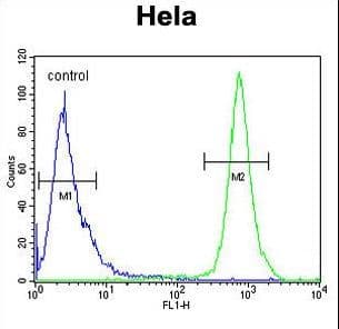 Polyclonal Rabbit anti-Human TRAPPC3 Antibody (aa17-46, WB)