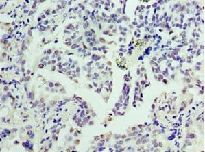 CCND3 / Cyclin D3 Antibody (aa1-292)