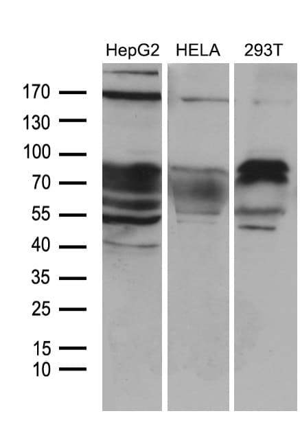 ZFP37 Antibody (clone OTI5E3, Carrier-free)