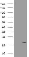 CR6 / GADD45G Antibody (clone OTI1B7)