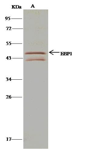 MYOD / MYOD1 Antibody (Preservative Free)