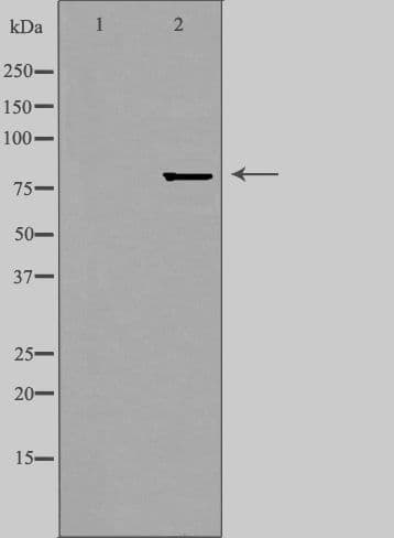 Polyclonal Rabbit anti-Human ZNF280C / SUHW3 Antibody (IF, WB)