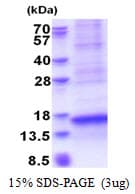 Human VCC-1 / CXCL17 Protein (Recombinant His)