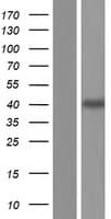 RBFOX2 / RBM9 Protein (Over-Expression Lysate Myc-DDK (Flag))