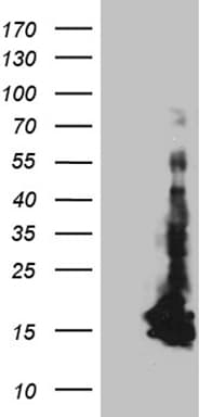 CHCHD10 Antibody (aa17-142, clone OTI4C12)