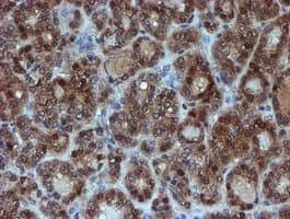 SAT2 Antibody (clone OTI2B3)