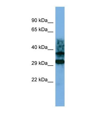 CRYZL1 Antibody (aa241-290)