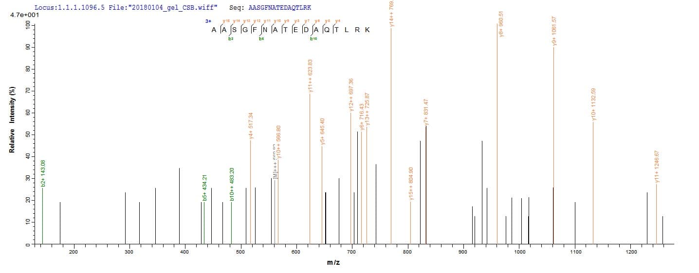 Mouse ANXA4 / Annexin IV Protein (Recombinant 10His, N-terminus + Myc, C-terminus)