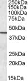 IHC-plus™ Polyclonal Goat anti-Human SEPT2 / Septin 2 Antibody (aa37-49, IHC, WB)