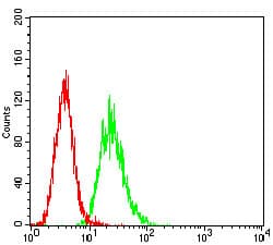 Monoclonal Mouse anti-Human CD6 Antibody (clone 6B11G6, IHC, WB)
