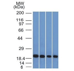 Ferritin Antibody (clone FTL/1386, Azide-free, BSA-free)