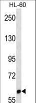 ILT2 / CD85 Antibody (aa345-374)
