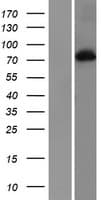 Human PRKCA / PKC-Alpha Protein (Over-Expression Lysate Myc-DDK (Flag))