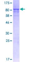 Human PDI / P4HB Protein (Recombinant GST)